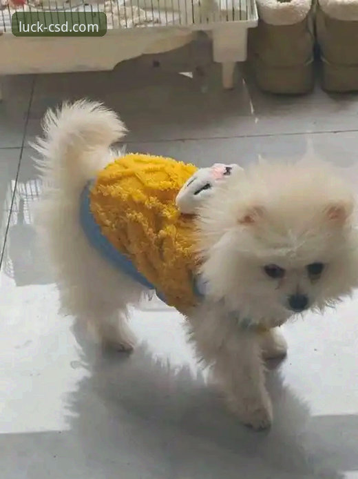 财神到棋牌平台最新动态：CSD手机版下载全攻略与技术评测